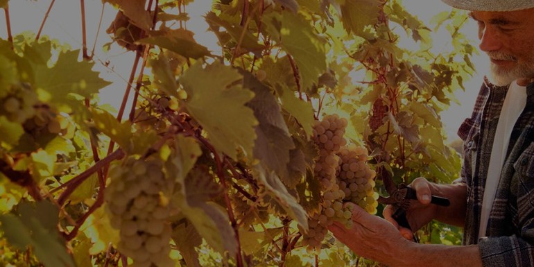 Llanos Negros, una bodega canaria con identidad