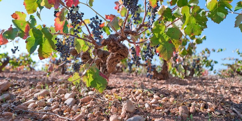 Discover the Sentencia wines, Valencian flavor