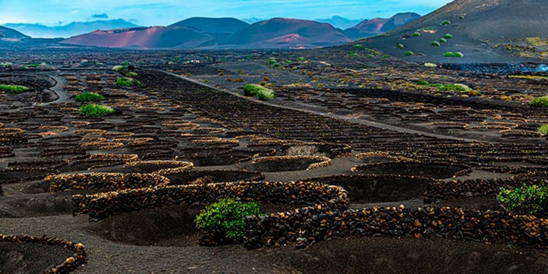 Buy Canarian wines online from BlancoTinto