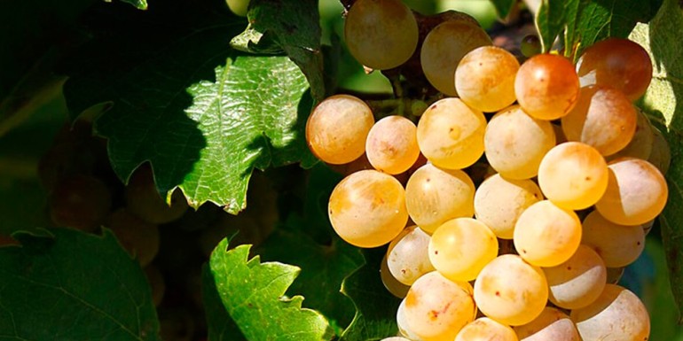 ¿Por qué el vino Furmint es tan aclamado?