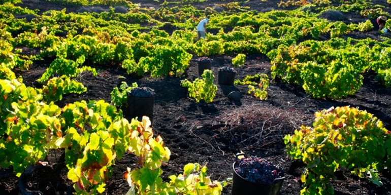 ¿Conoces los vinos canarios de Llanos Negros?