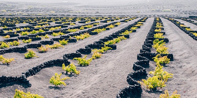 Conoce el vino blanco canario de Bodegas Tisalaya