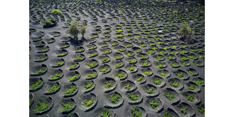 Un viaje de vinos por el archipiélago canario