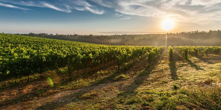 Wine from Ribolla Gialla, a very special white grape variety